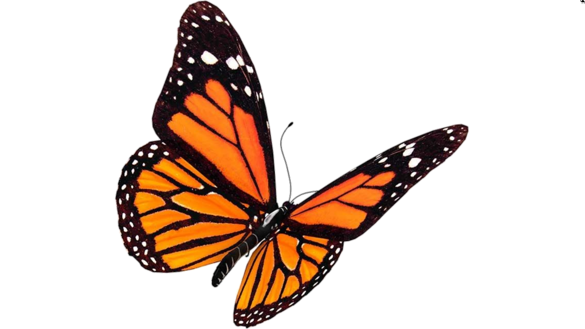 Orange  Butterfly 