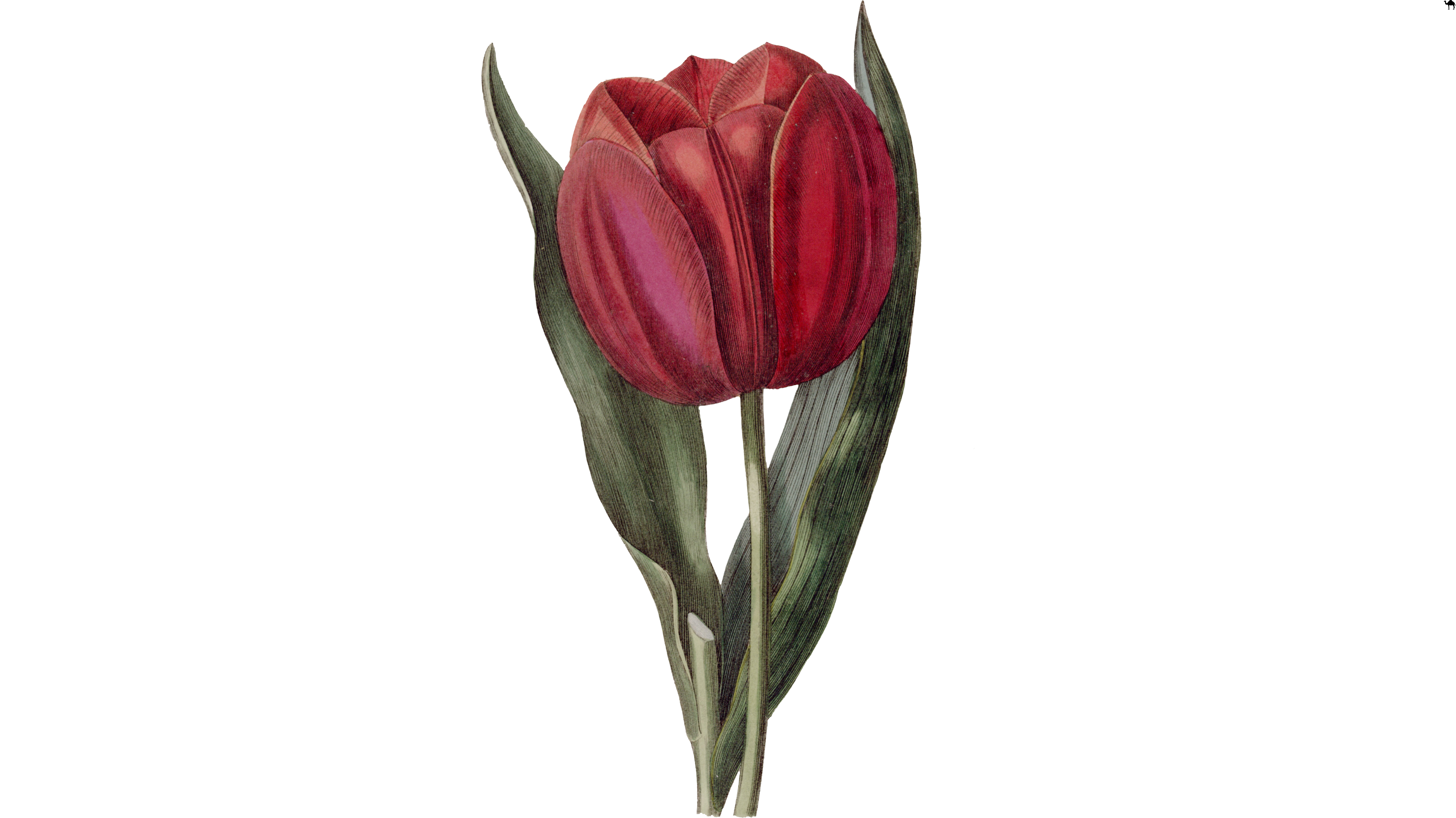  Red Tulip Flower