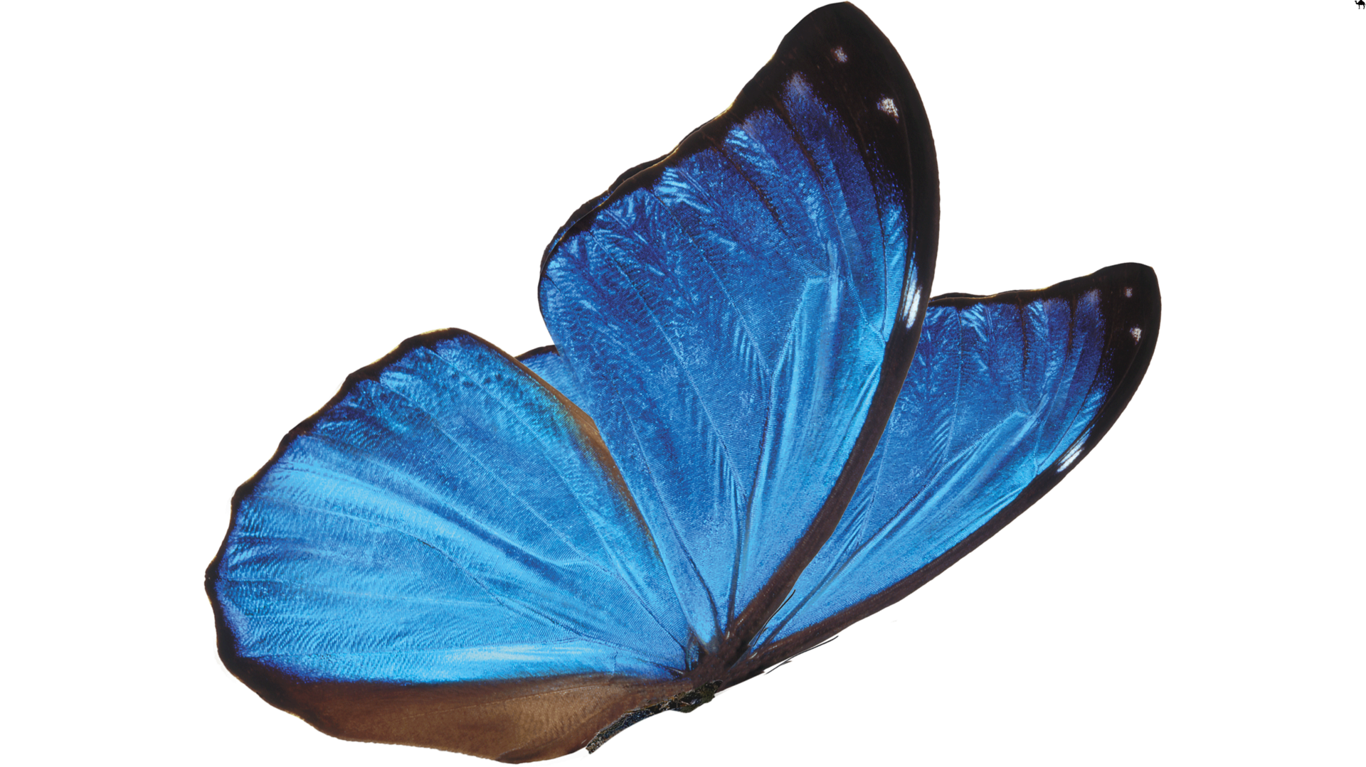 Blue Butterfly 